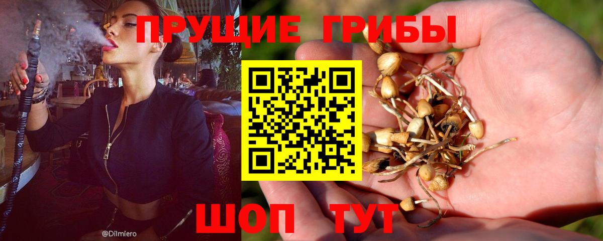 Псилоцибиновые грибы Psilocybe Саров